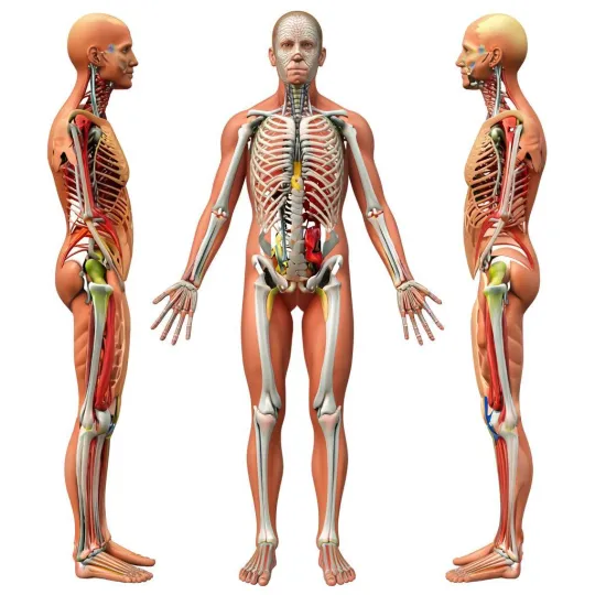 КТ суставов и костей в Москве